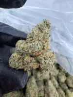 94 OCTANE STRAIN 94 octane strain review high octane 94 strain octane 94 strain