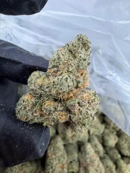 94 OCTANE STRAIN 94 octane strain review high octane 94 strain octane 94 strain