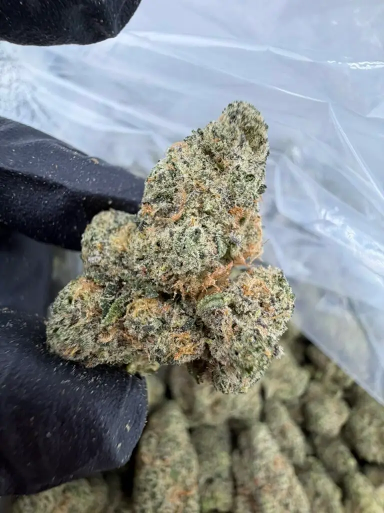 94 OCTANE STRAIN 94 octane strain review high octane 94 strain octane 94 strain