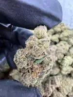 MODIFIED BANANA STRAIN modified bananas strain modified banana strain effects modified banana strain review modified banana strain indica or sativa modified banana weed strain