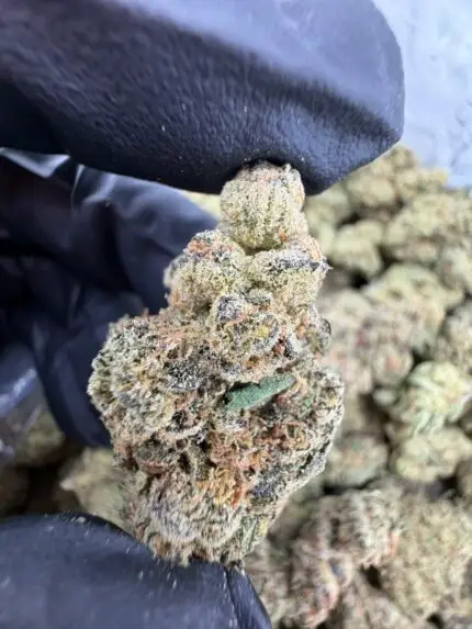 MODIFIED BANANA STRAIN modified bananas strain modified banana strain effects modified banana strain review modified banana strain indica or sativa modified banana weed strain