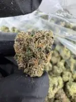 MIAMI RUNTZ STRAIN MIAMI RUNTZ WEED STRAIN miami runtz strain review miami runtz strain indica or sativa miami runtz strain effects