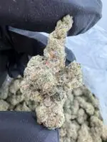GARLIC JUICE STRAIN GMO juice strain garlic juice weed strain garlic juice strain effects garlic juice strain indica or sativa garlic juice strain review