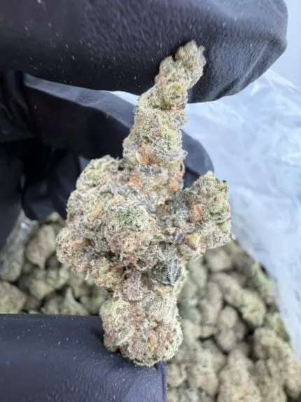 GARLIC JUICE STRAIN GMO juice strain garlic juice weed strain garlic juice strain effects garlic juice strain indica or sativa garlic juice strain review