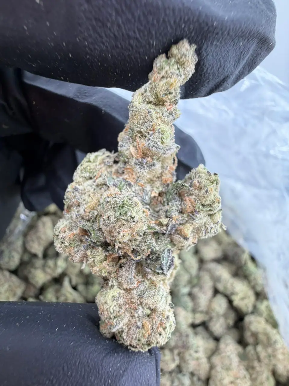 GARLIC JUICE STRAIN GARLIC JUICE STRAIN GMO juice strain garlic juice weed strain garlic juice strain effects garlic juice strain indica or sativa garlic juice strain review