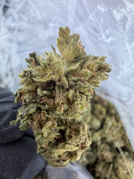 Green Crack Strain , green crack strain effects, green crack strain near me, green crack strain indica or sativa, green crack strain review,green crack weed effects