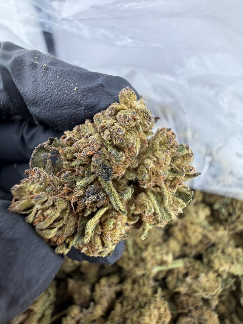 gelato 33 strain gelato 33 strain, gelato 33 strain effects, gelato 33 strain indica or sativa, gelato 33 strain review, gelato 33 cali weed, gelato 33 weed