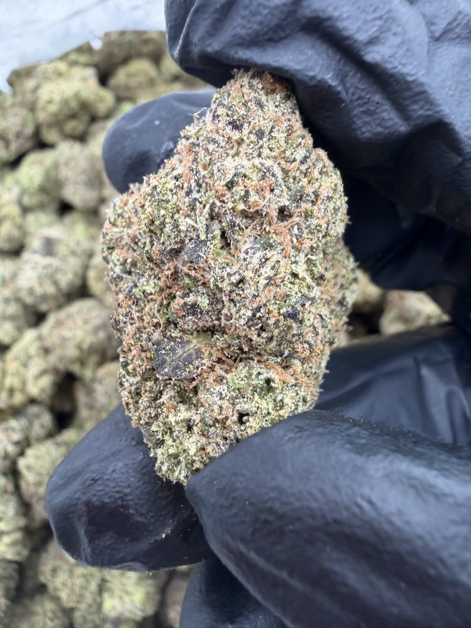 Devil candy strain Devil candy strain , devil's candy strain, devils candy strain, devil's candy strain indica or sativa, devil's candy weed