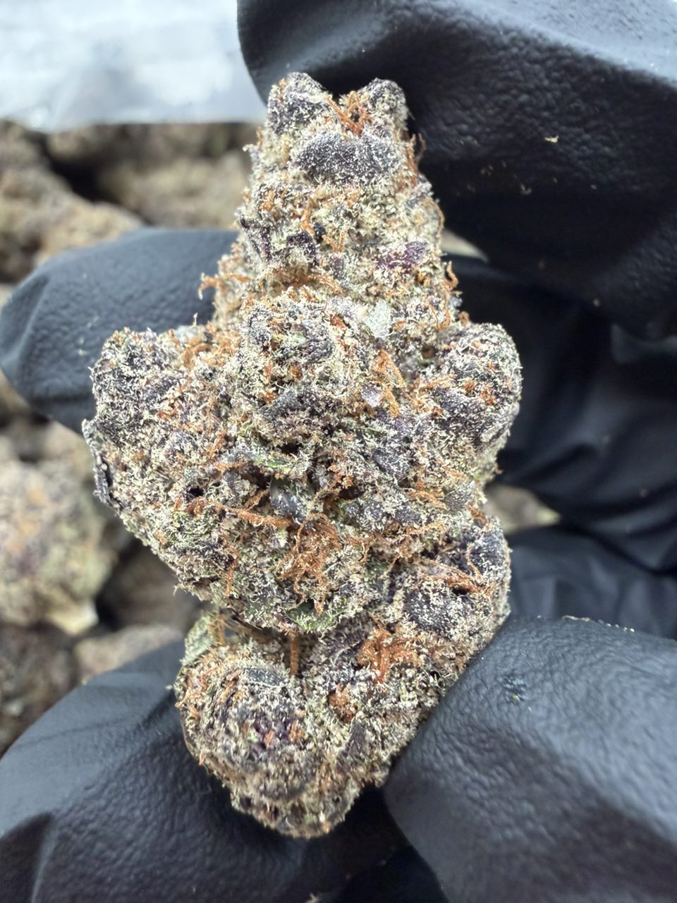 RAINBOW BOMB STRAIN RAINBOW BOMB STRAIN, RAINBOW BOMB WEED STRAIN, rainbow bomb weed, rainbow papaya bomb strain, rainbow glitter bomb strain